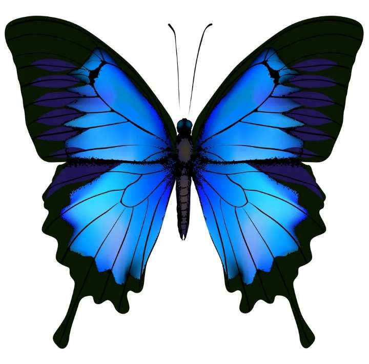 Motýl puzzle online z fotografie