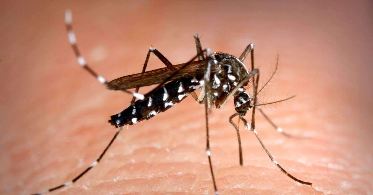 комар онлайн пъзел