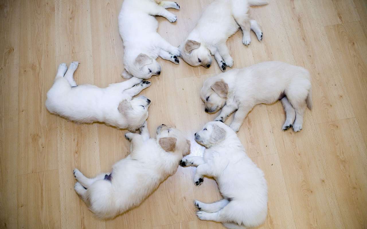 curled up puppy? puzzle online from photo