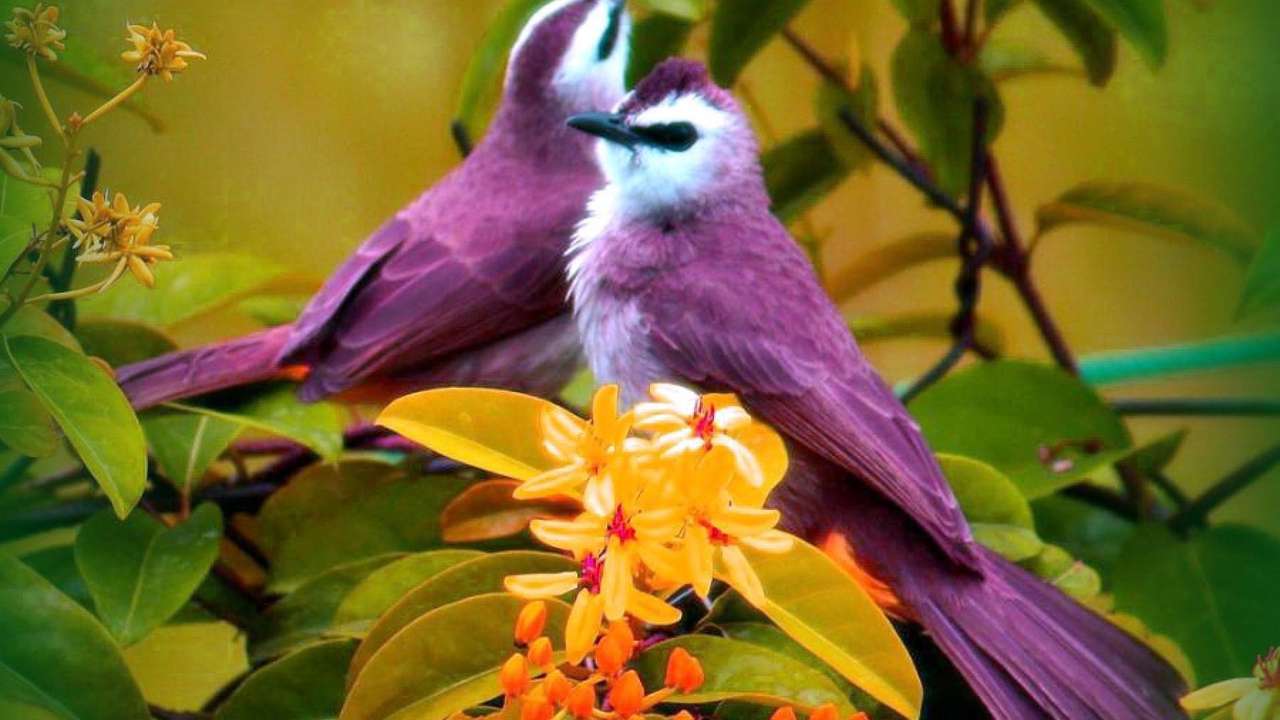 Púrpura más hermoso puzzle online a partir de foto