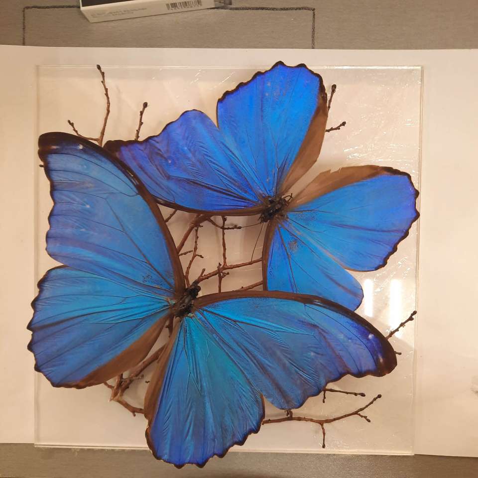 butterfly online puzzle