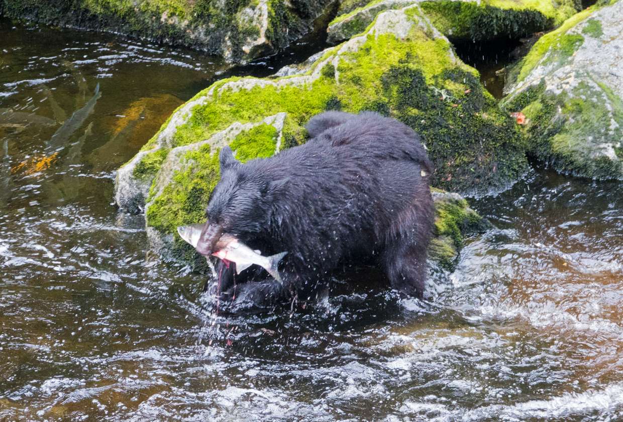 Μαύρη αρκούδα που έχει σνακ παζλ online από φωτογραφία