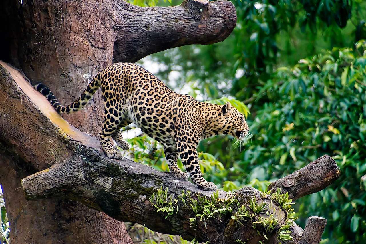 Leopard mezi stromy puzzle online z fotografie
