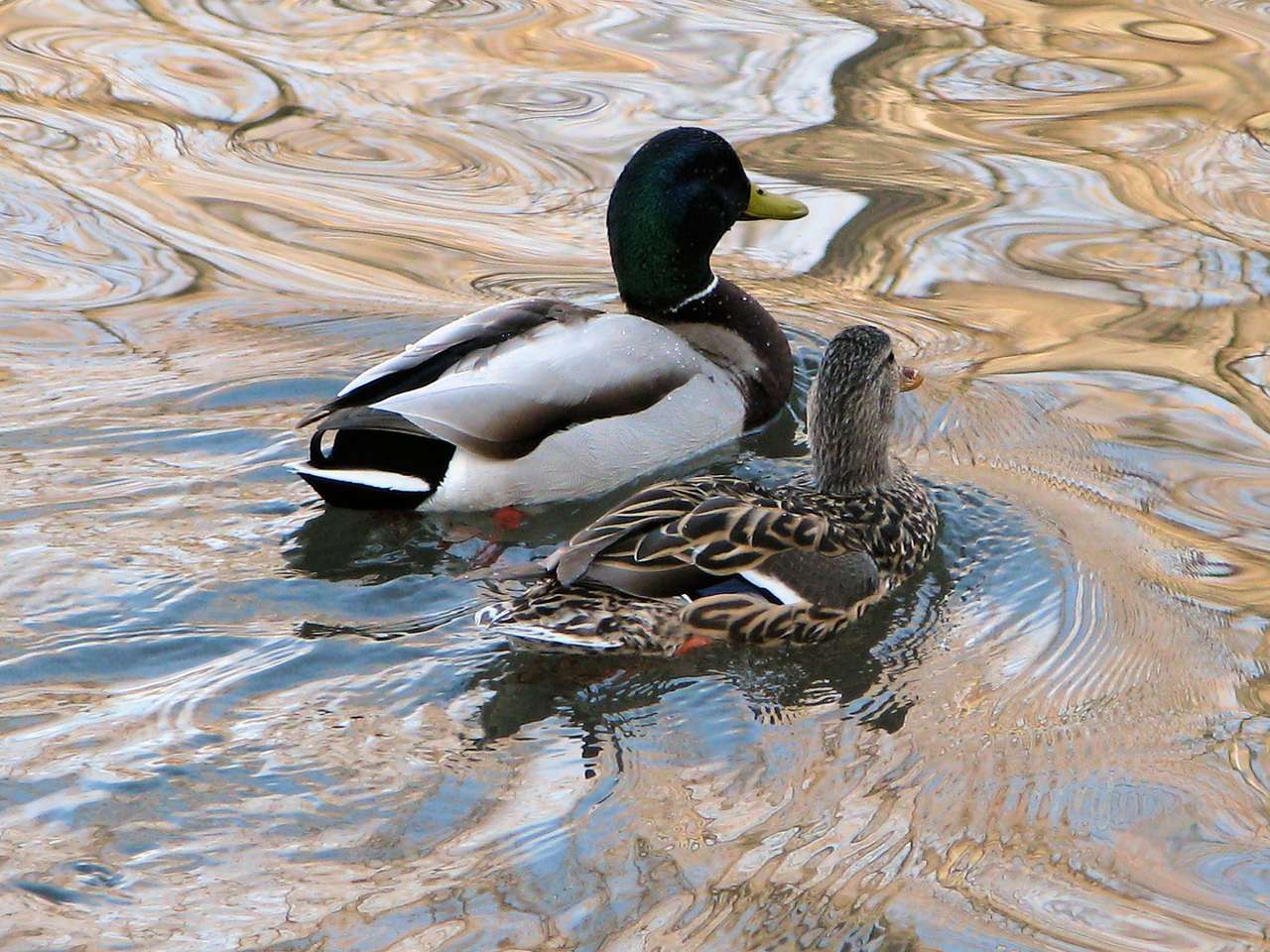 Two Mallards online puzzle