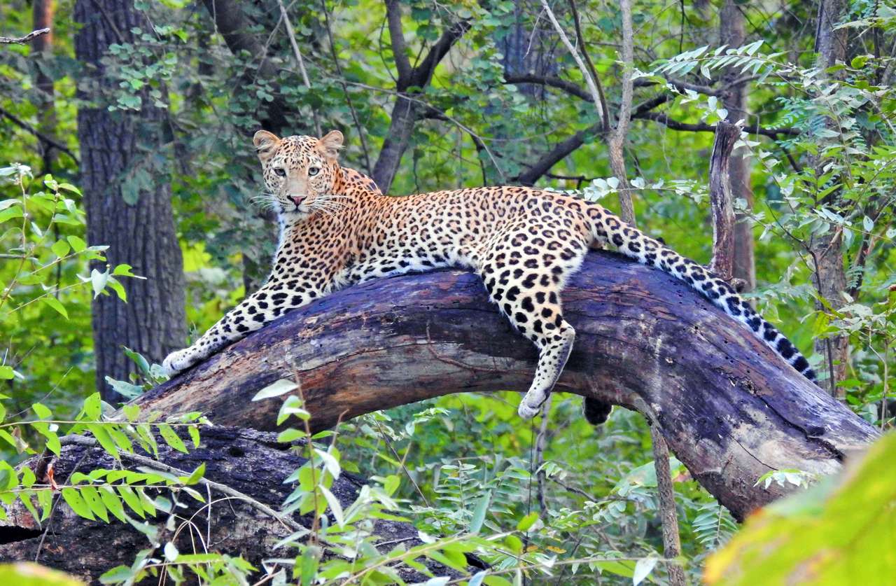 Leopard povalující se online puzzle