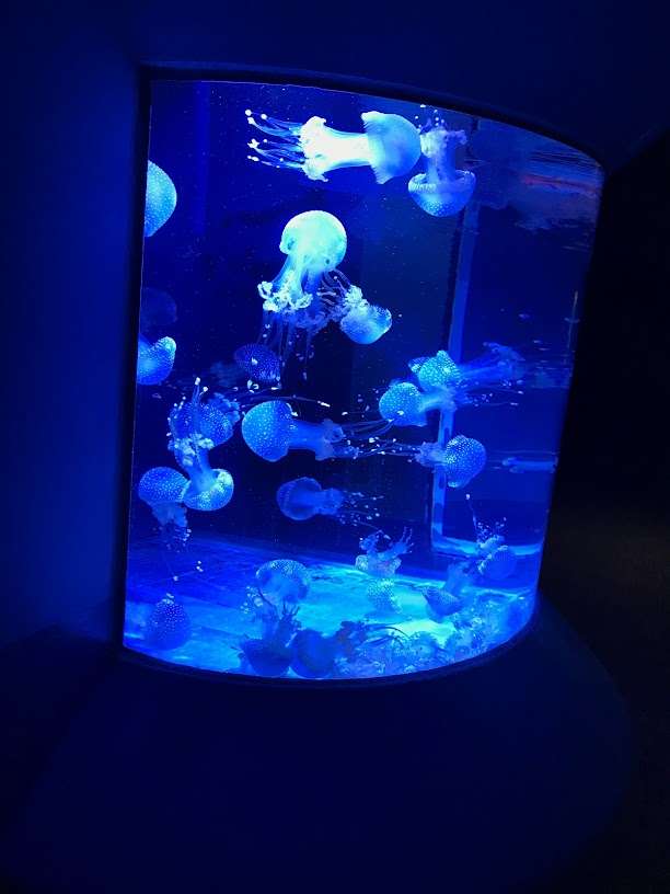 медуза онлайн пъзел от снимка