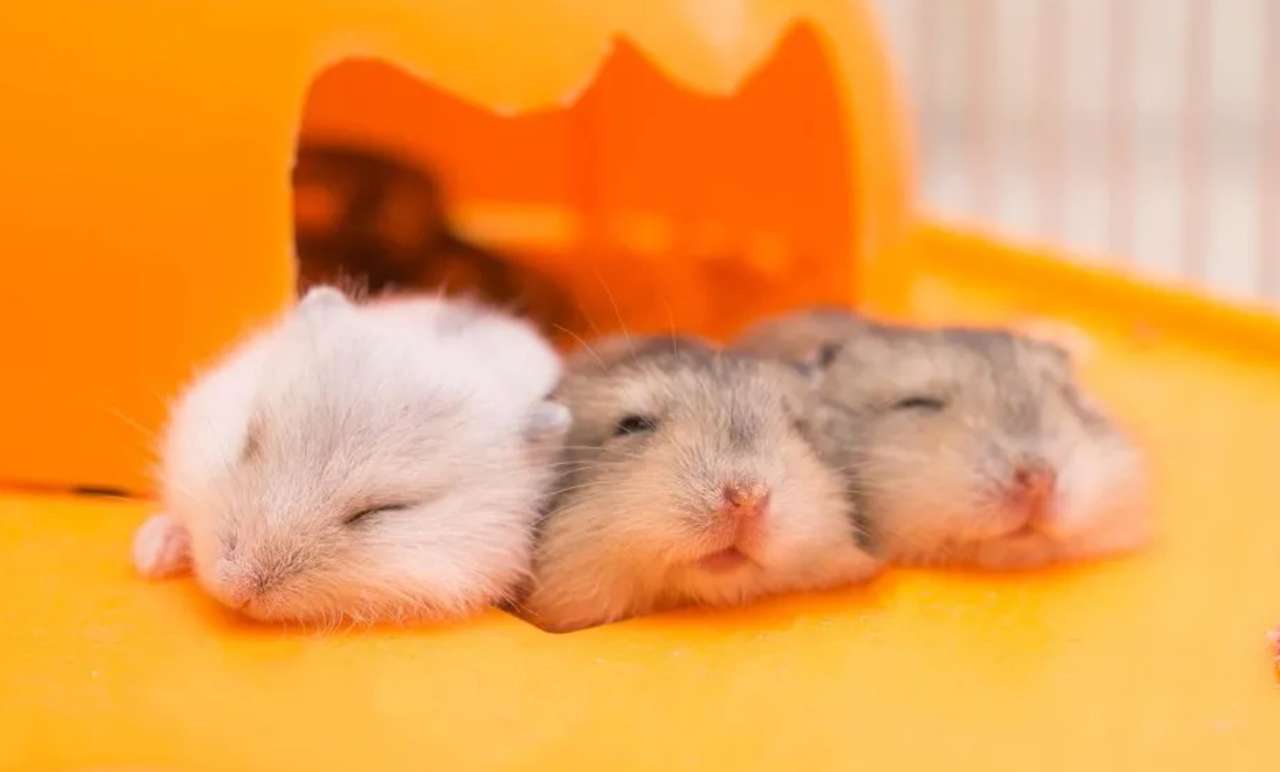 Baby hamstrar sover Pussel online