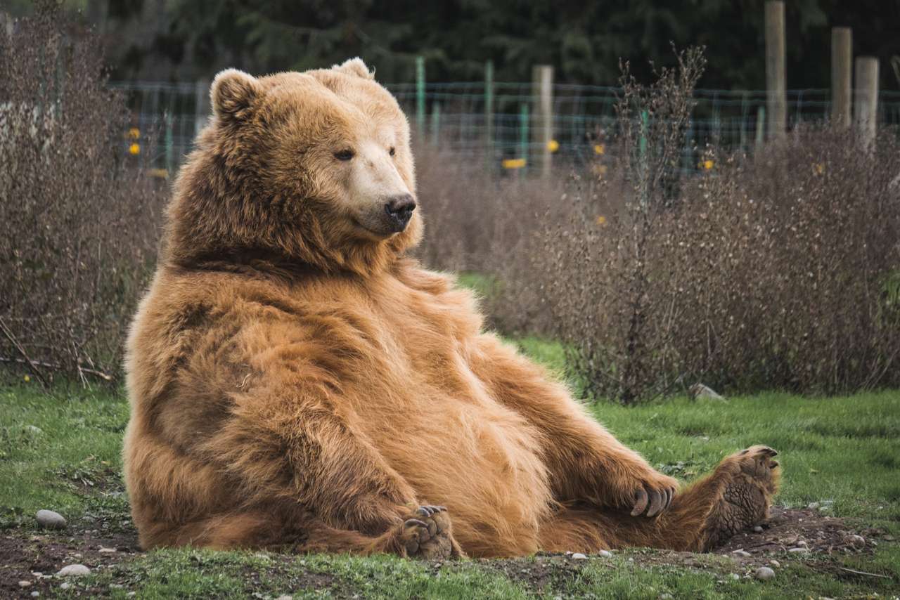 oso sentado rompecabezas en línea