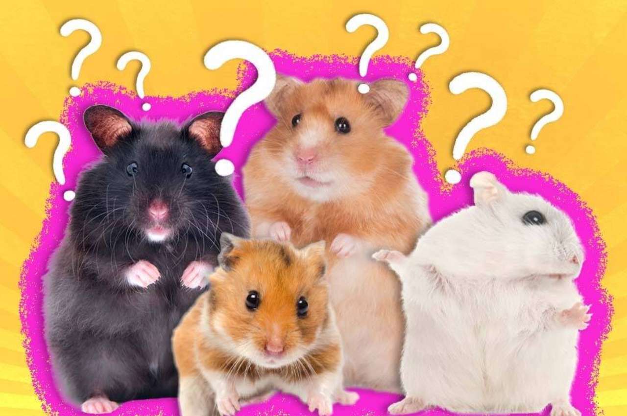 Hamsterii puzzle online
