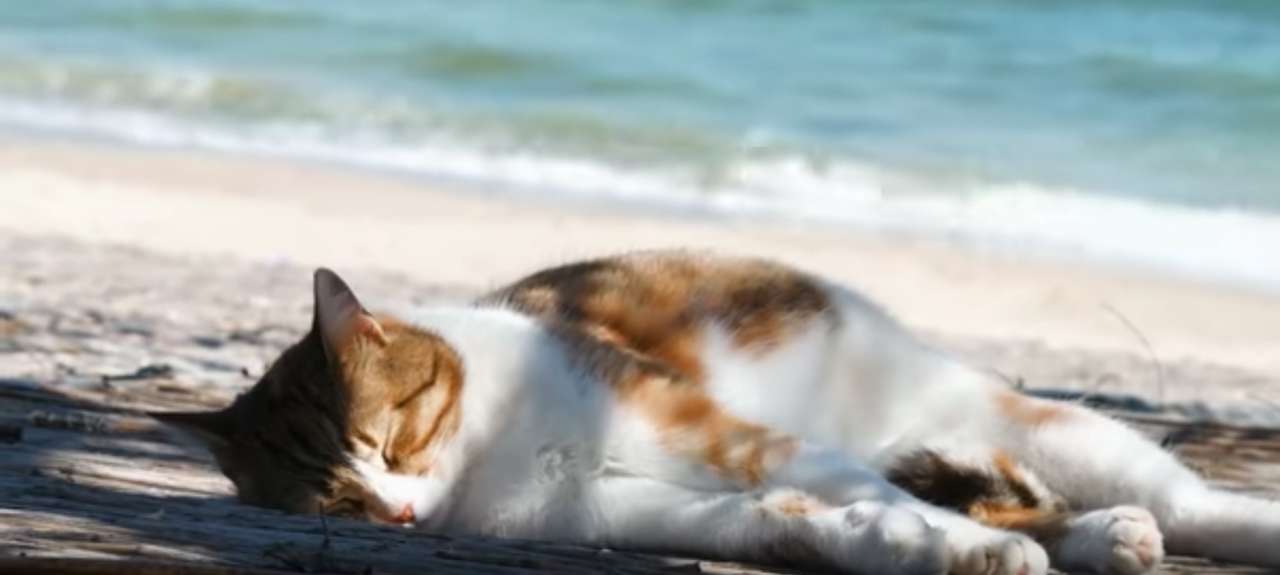 Коте на плажа онлайн пъзел от снимка
