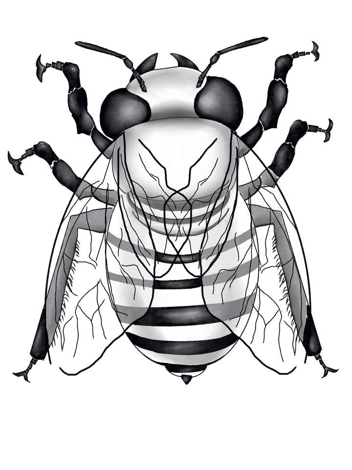 ハチのパズル 写真からオンラインパズル