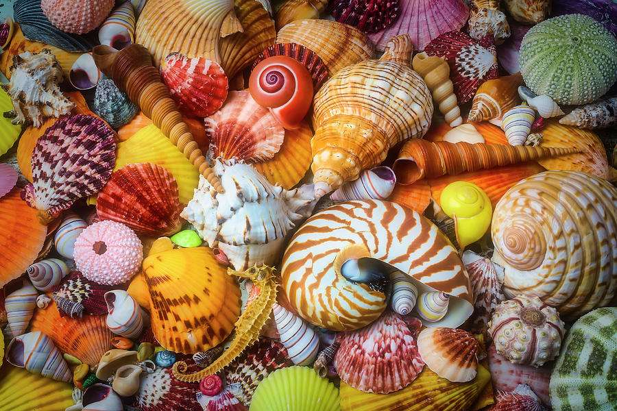 Shells Shells Shells puzzle online from photo
