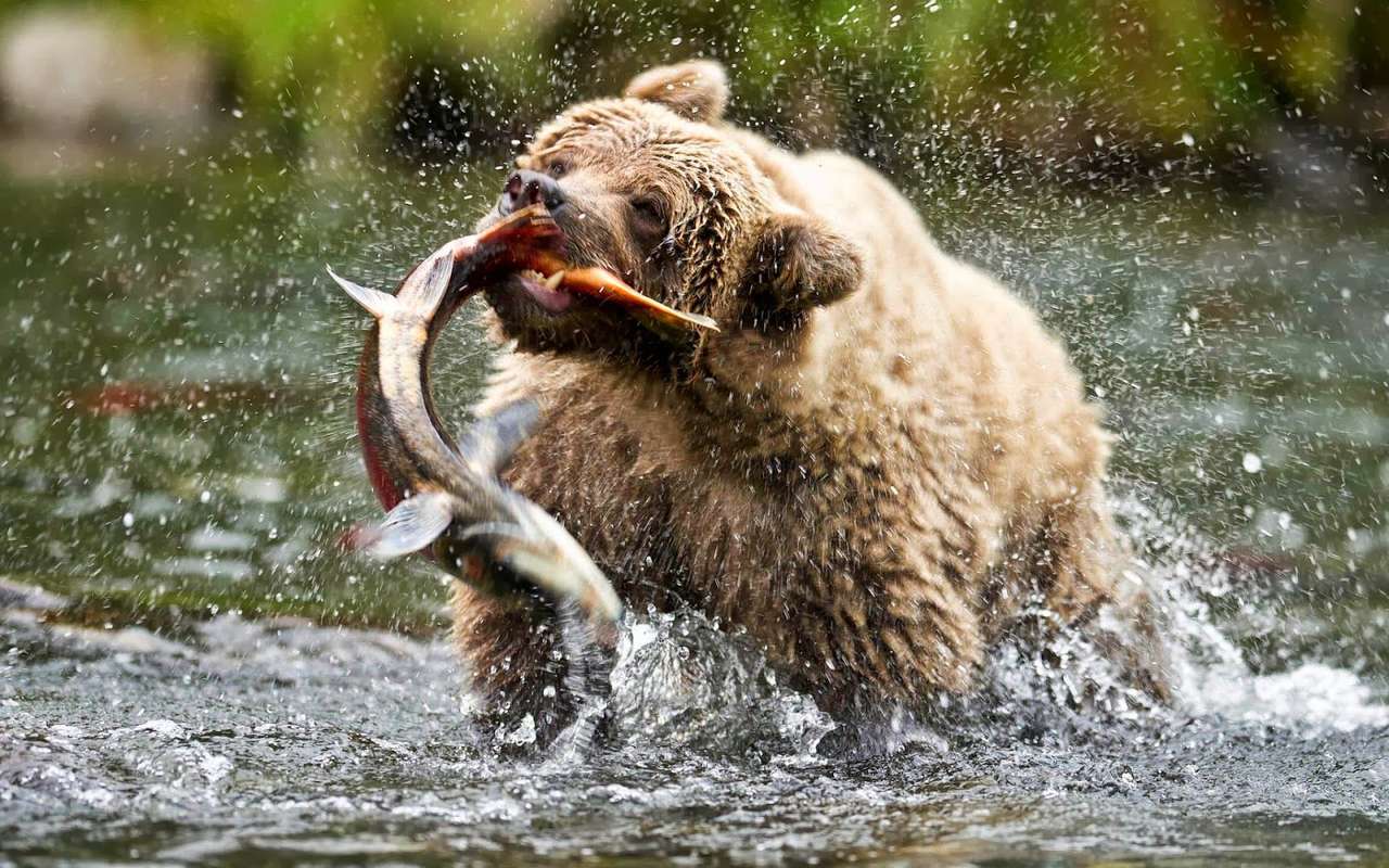 Ursul Mare Ce va face Cha puzzle online
