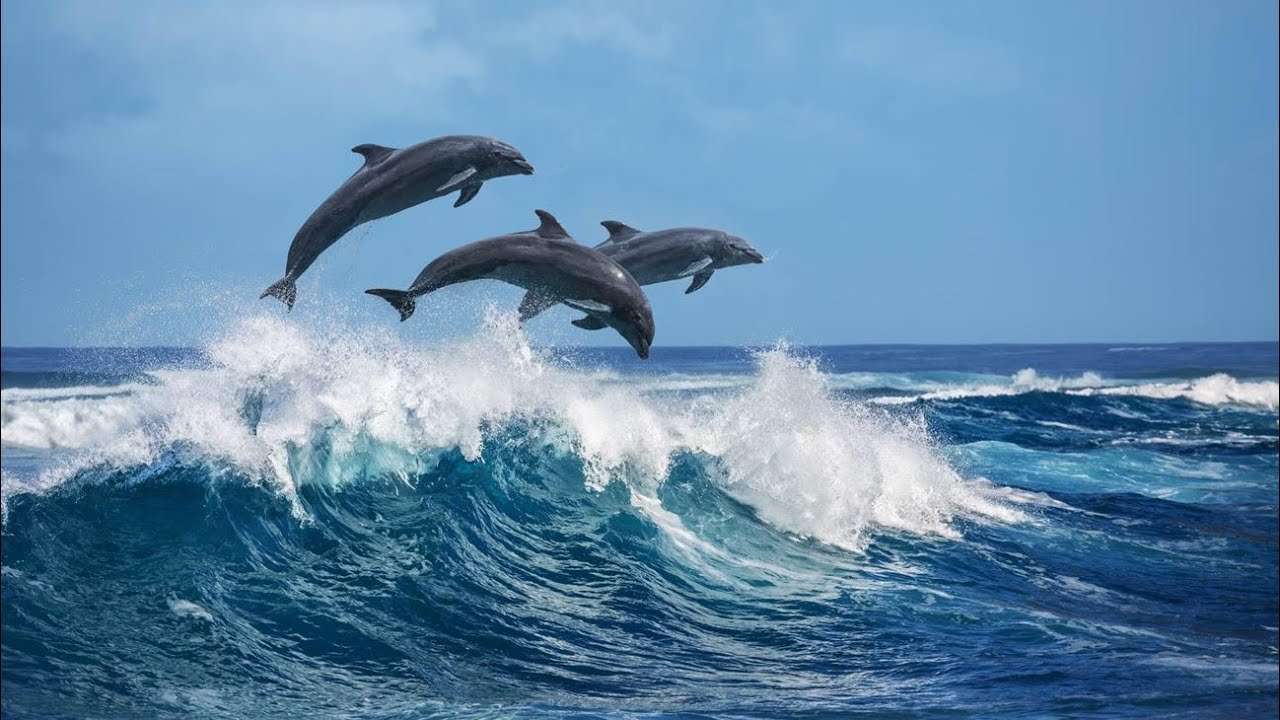 Delfinhoppning Pussel online