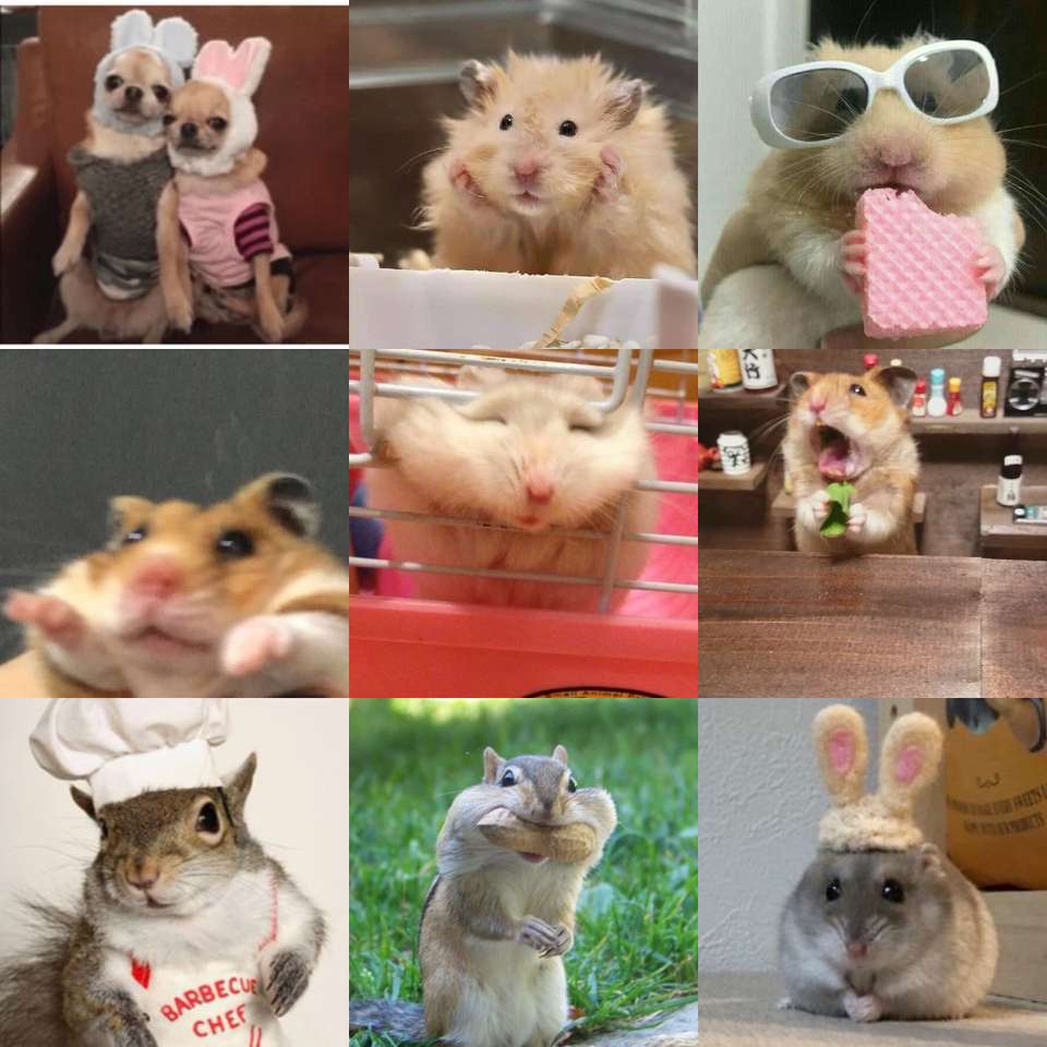 hamsters puzzle online a partir de foto