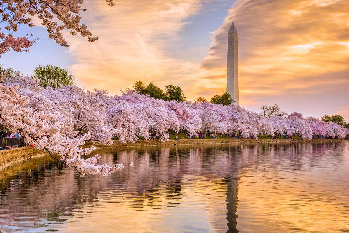Washington Cherry Blossoms online puzzle