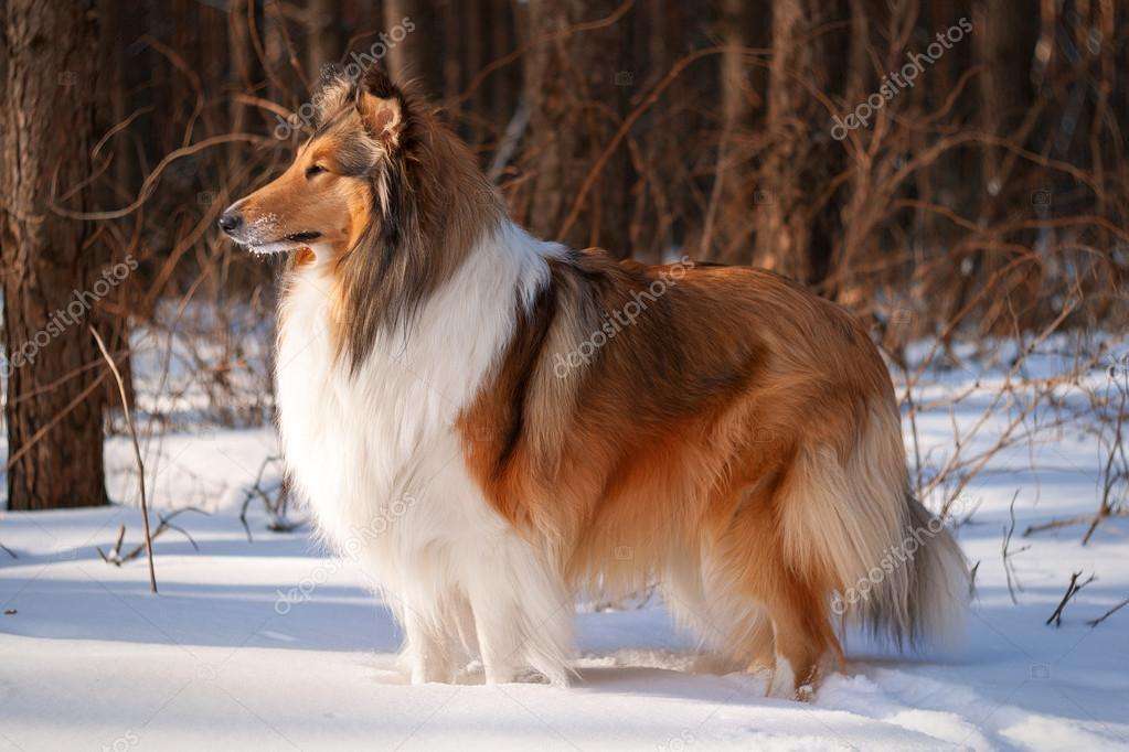 Durva collie online puzzle