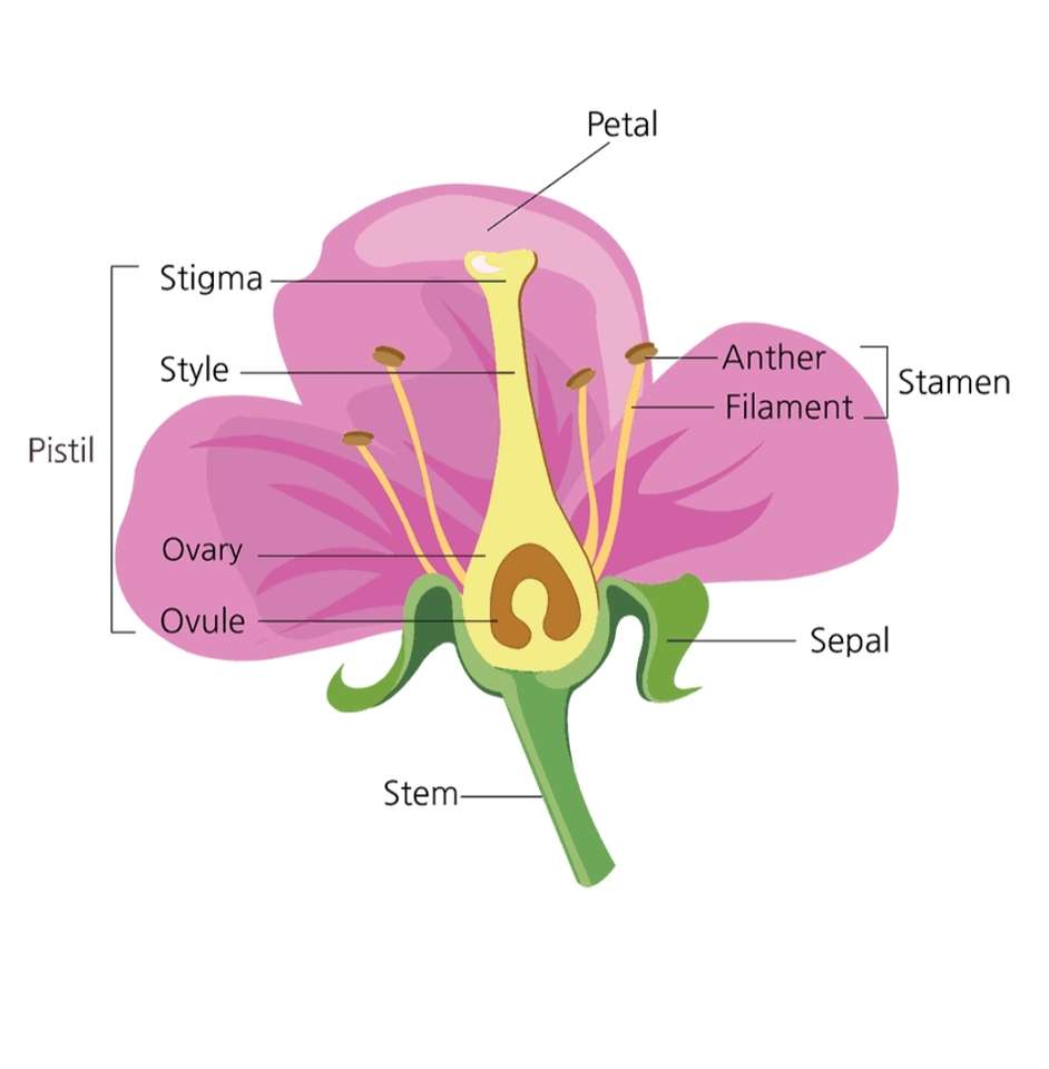 parts of the flower online puzzle