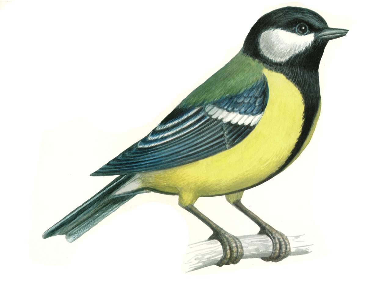 common tit puzzle online from photo