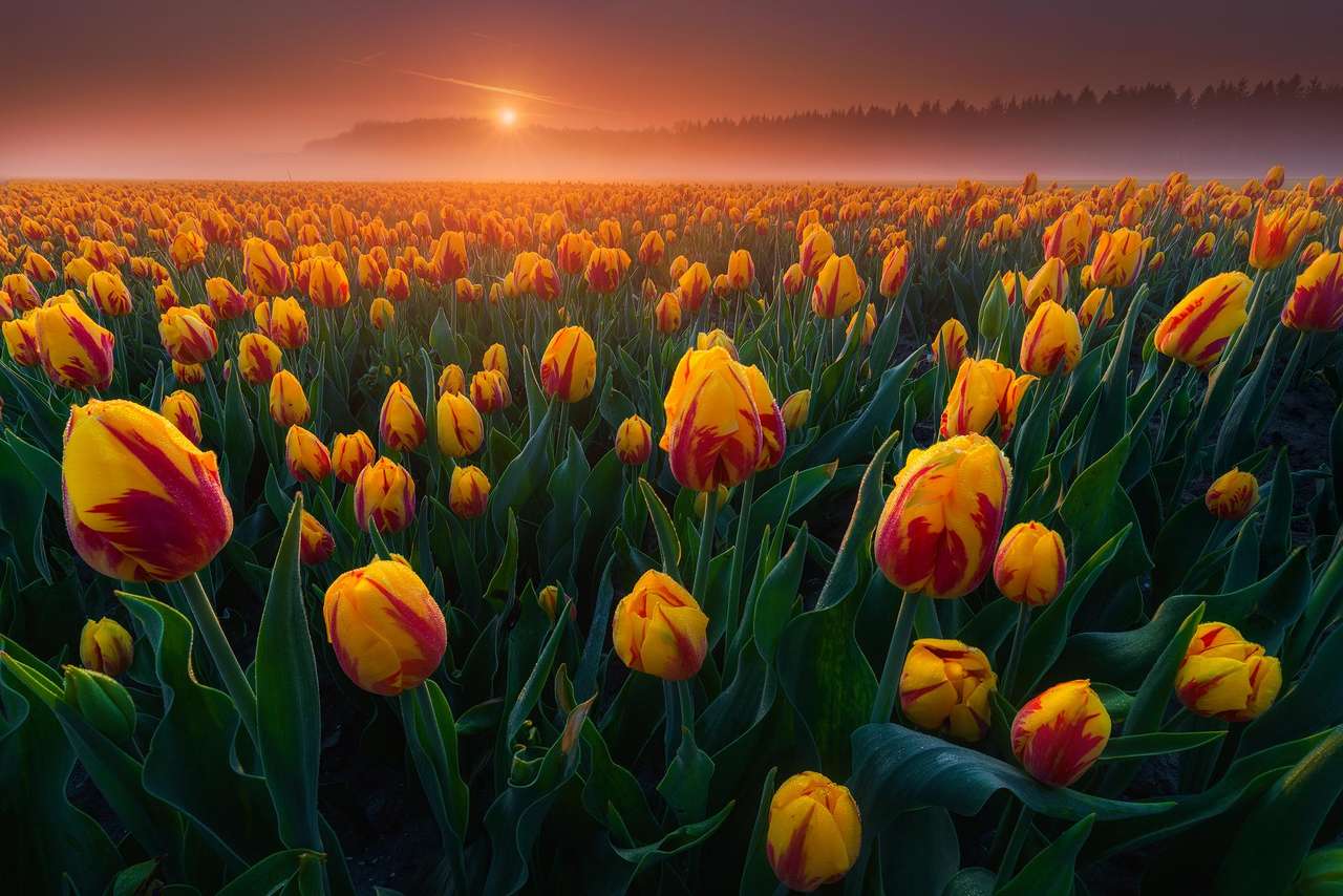coucher de soleil tulipes puzzle en ligne à partir d'une photo