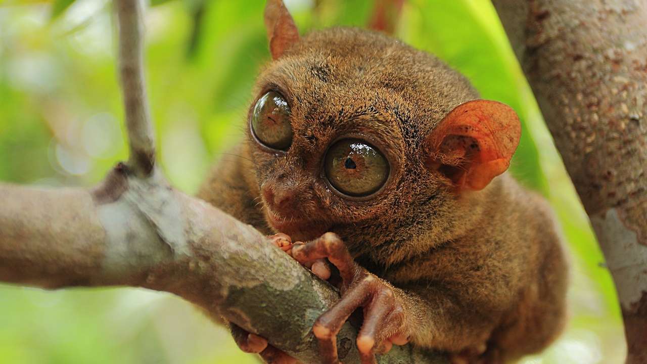 Tarsiers puzzle online a partir de fotografia