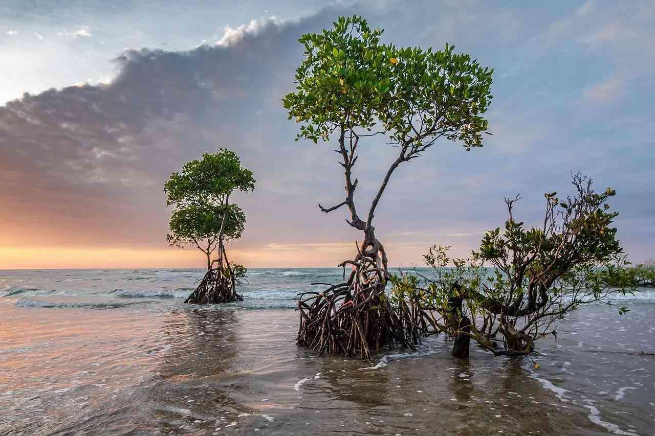 manglares puzzle online a partir de foto