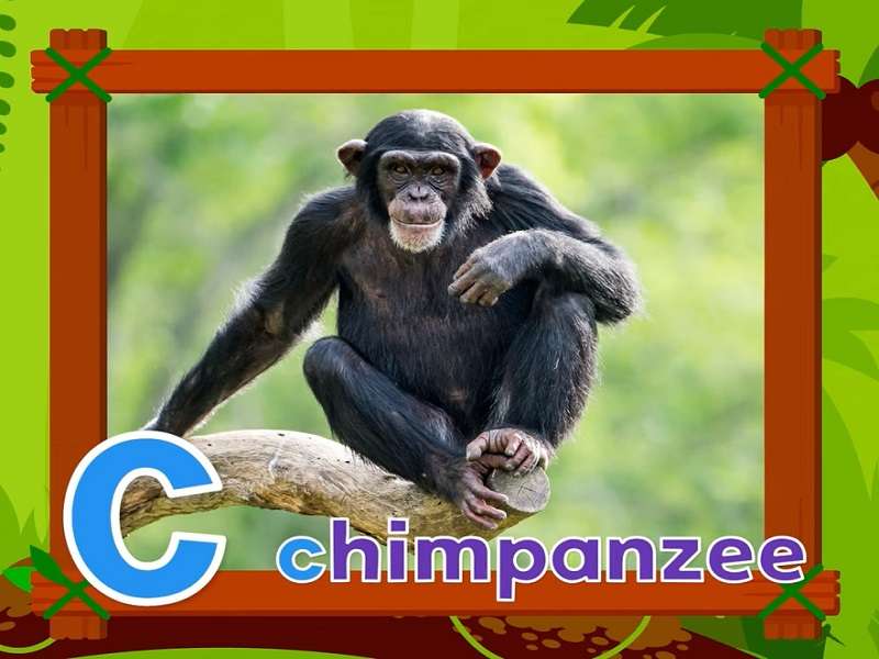 c sta per scimpanzé puzzle online da foto