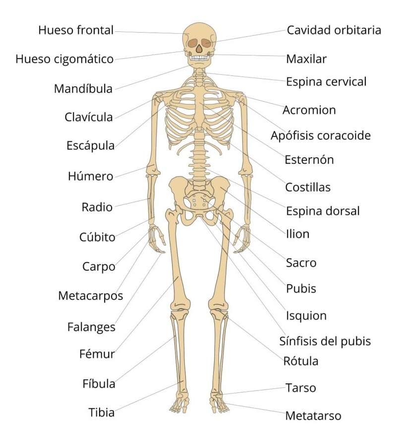 bone system online puzzle