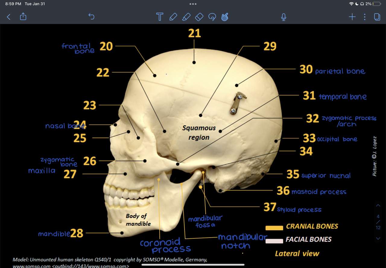 Anatomische opdracht puzzel online van foto