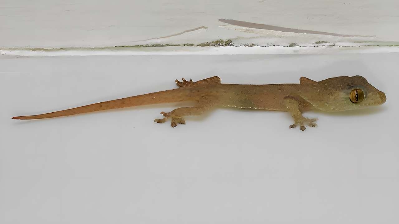 viviparious lizard пазл онлайн из фото