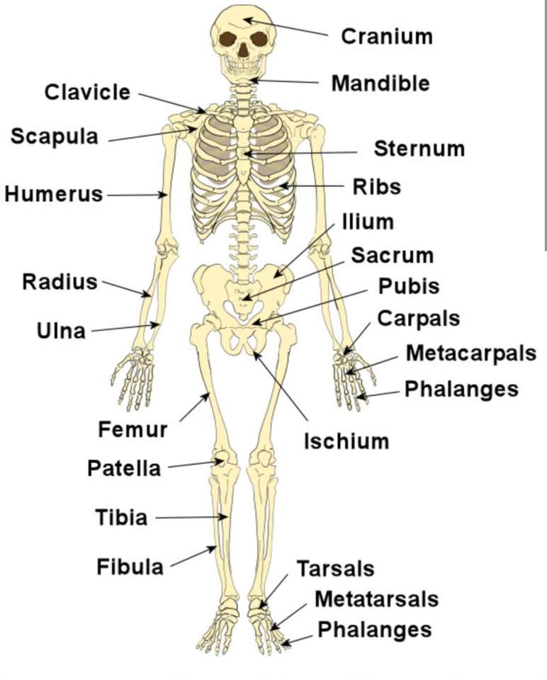 anatomía esquelética puzzle online a partir de foto