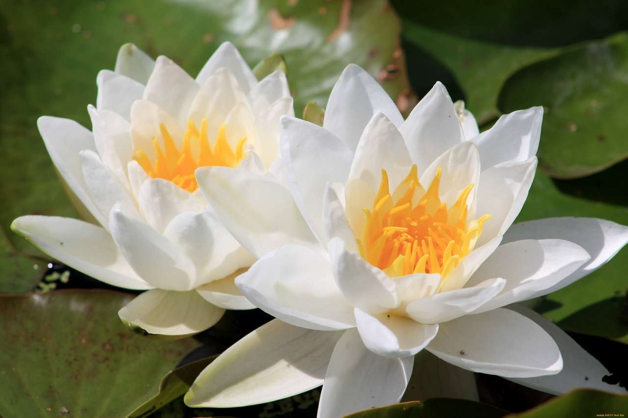 Save the water lily puzzle online from photo
