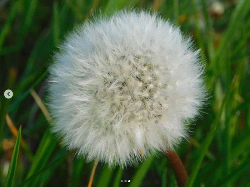 dandelion puzzle online from photo