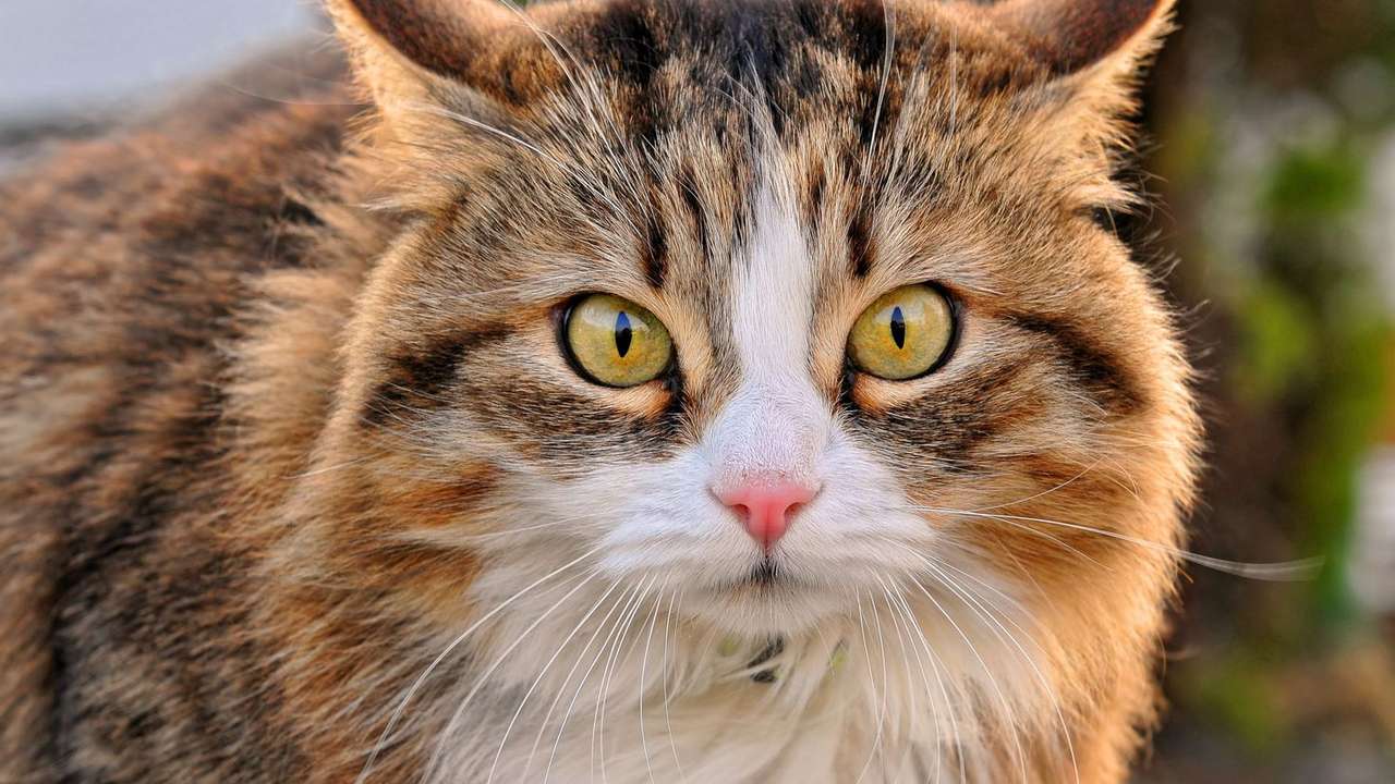 Kattpussel pussel online från foto