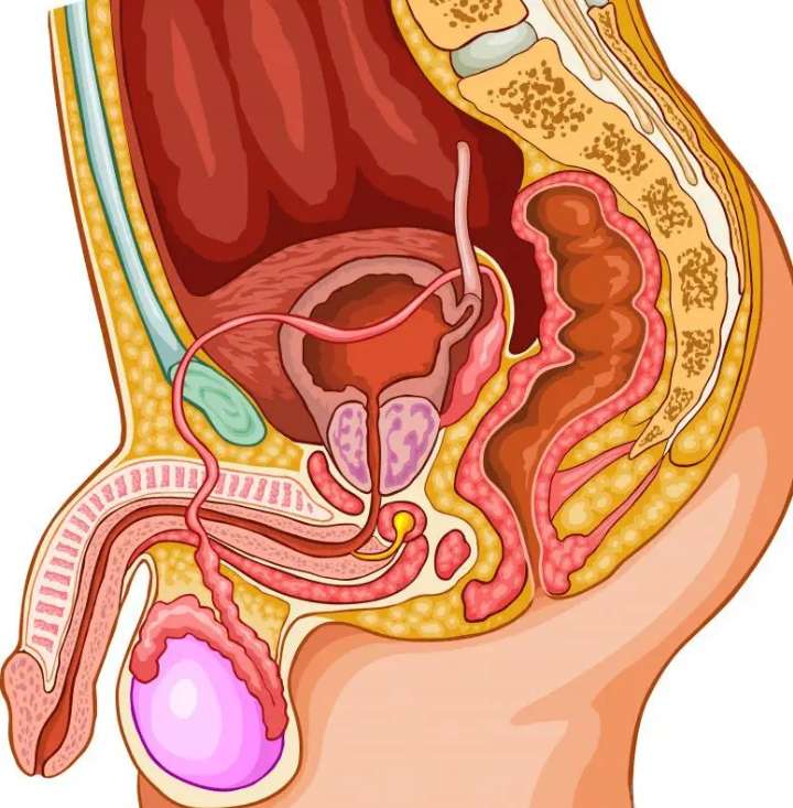 Мъжка репродуктивна система онлайн пъзел от снимка
