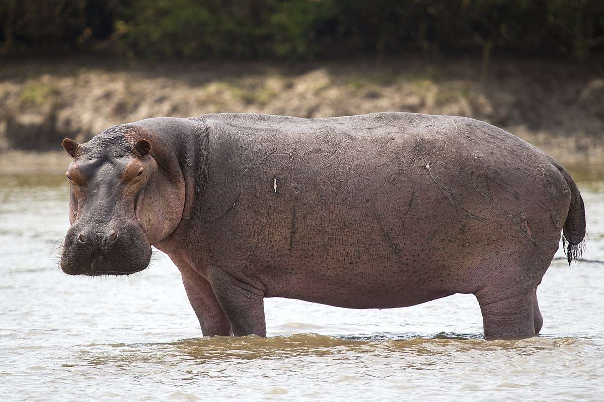 Hipopótamo puzzle online a partir de fotografia