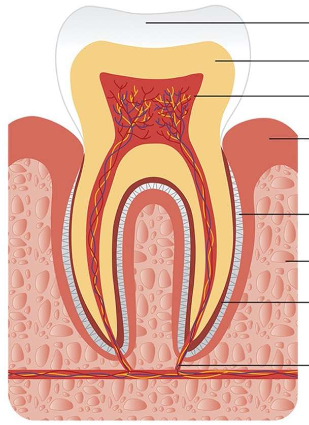 imagen del diente rompecabezas en línea