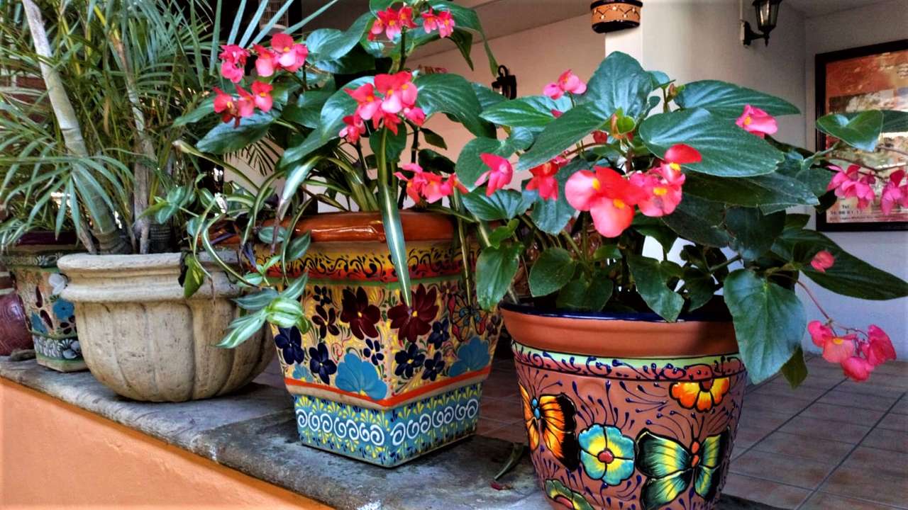 Vasos de plantas floridas puzzle online