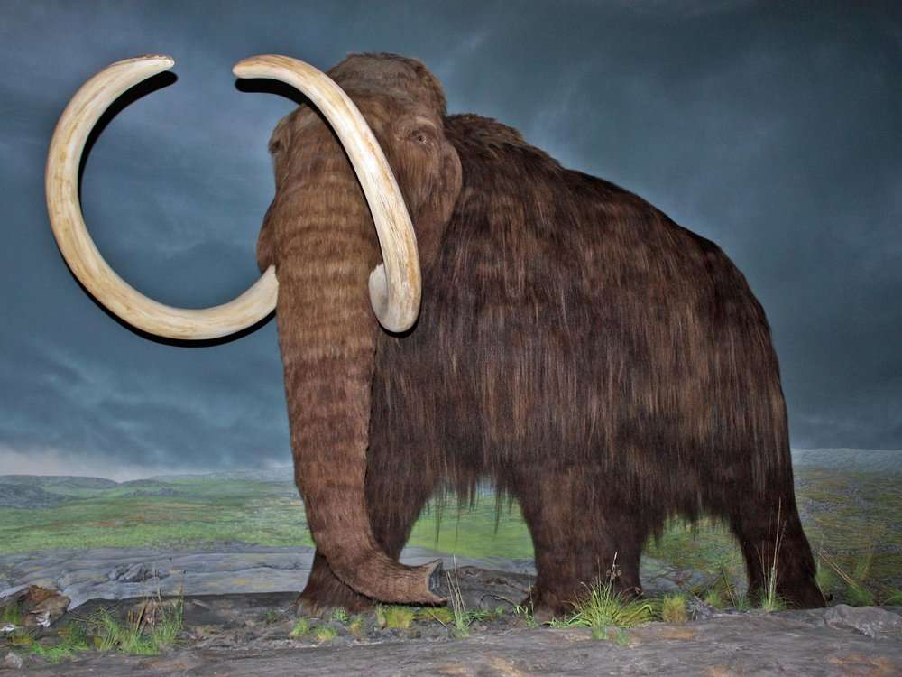 ullig mammut pussel online från foto