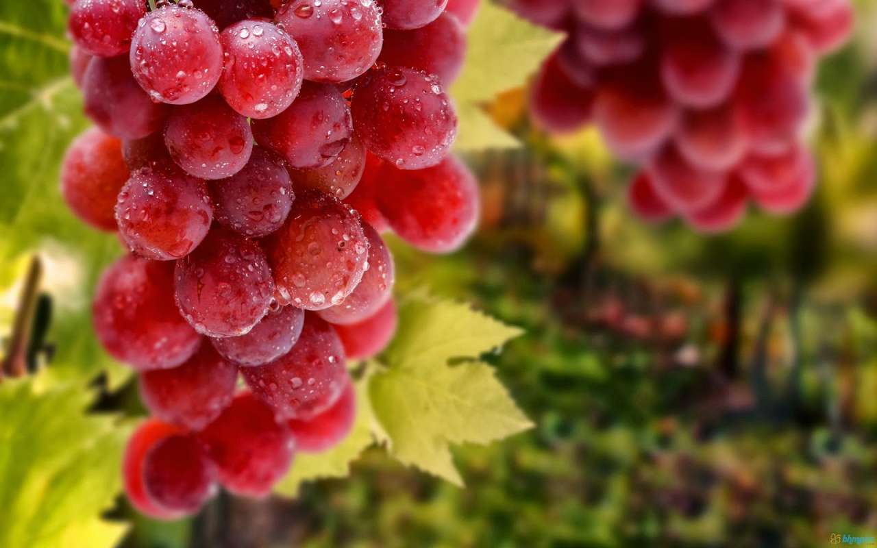 Vendimia de uvas rojas puzzle online a partir de foto