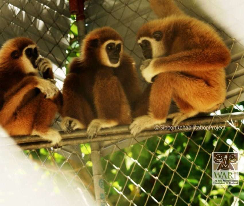 μαϊμού μαϊμούδες παζλ online από φωτογραφία