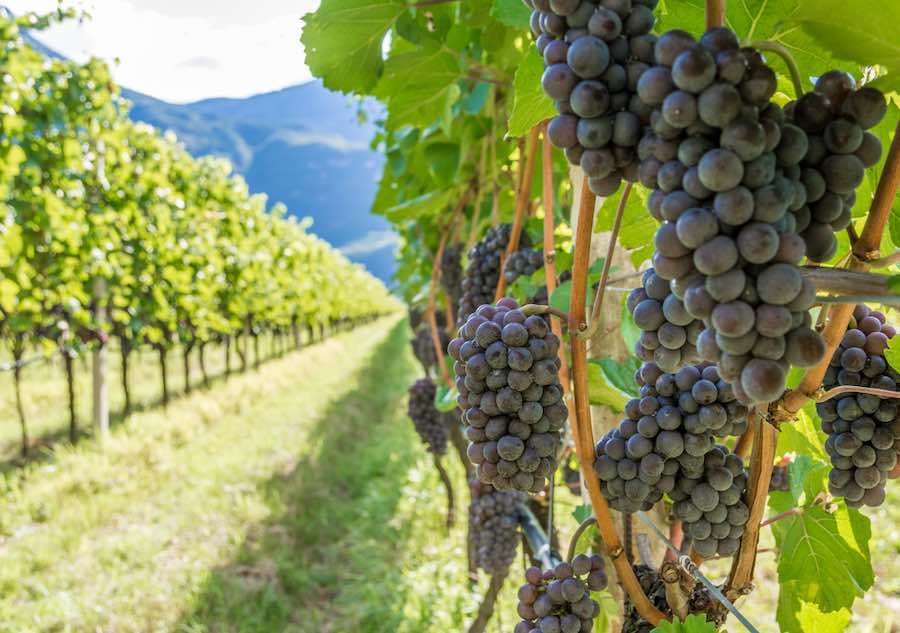 Italienska vinrankor Pussel online
