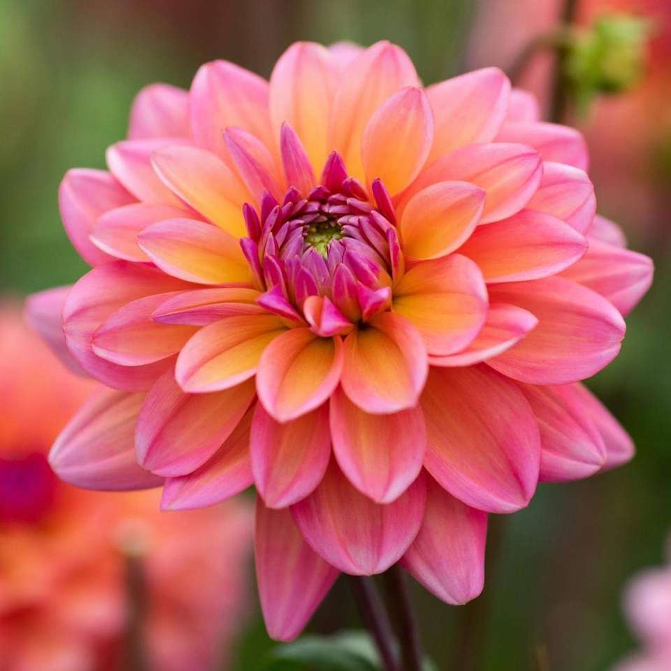 Bonita flor puzzle online a partir de foto