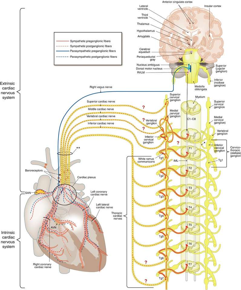 Sistema nervioso autónomo rompecabezas en línea