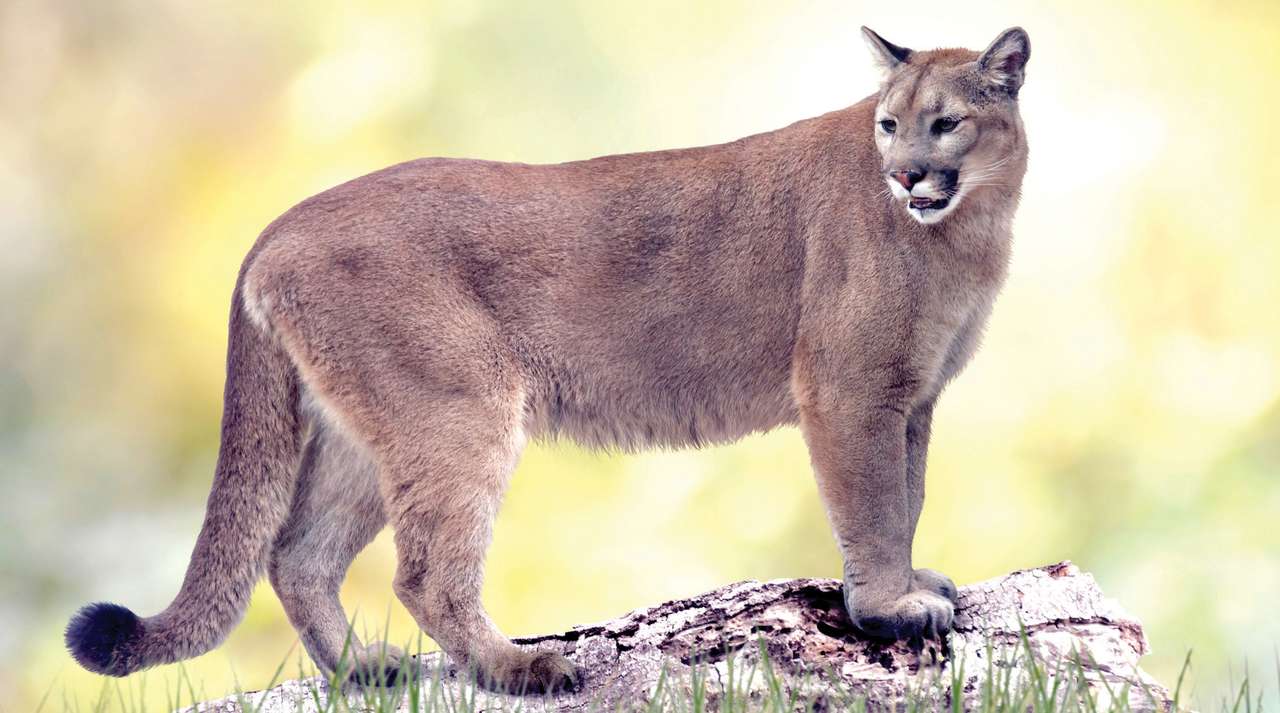 Florida Panther Pussel online