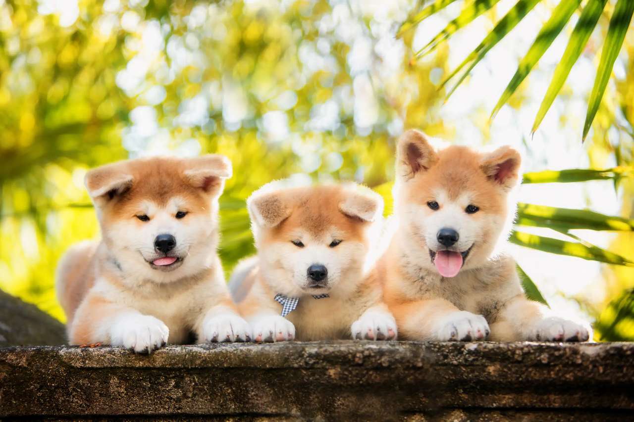 Akita Inu puzzle online from photo