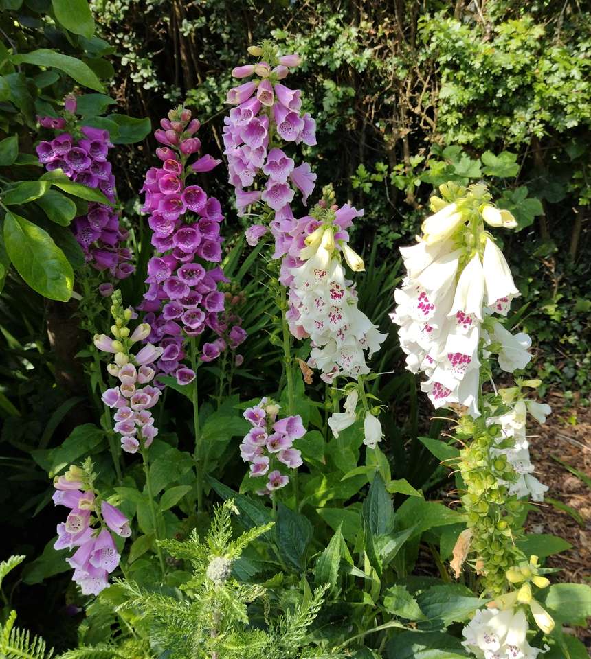 Foxgloves and Lupins puzzle online from photo