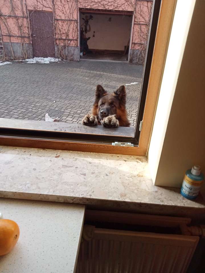 Caesar kutyája puzzle online fotóról