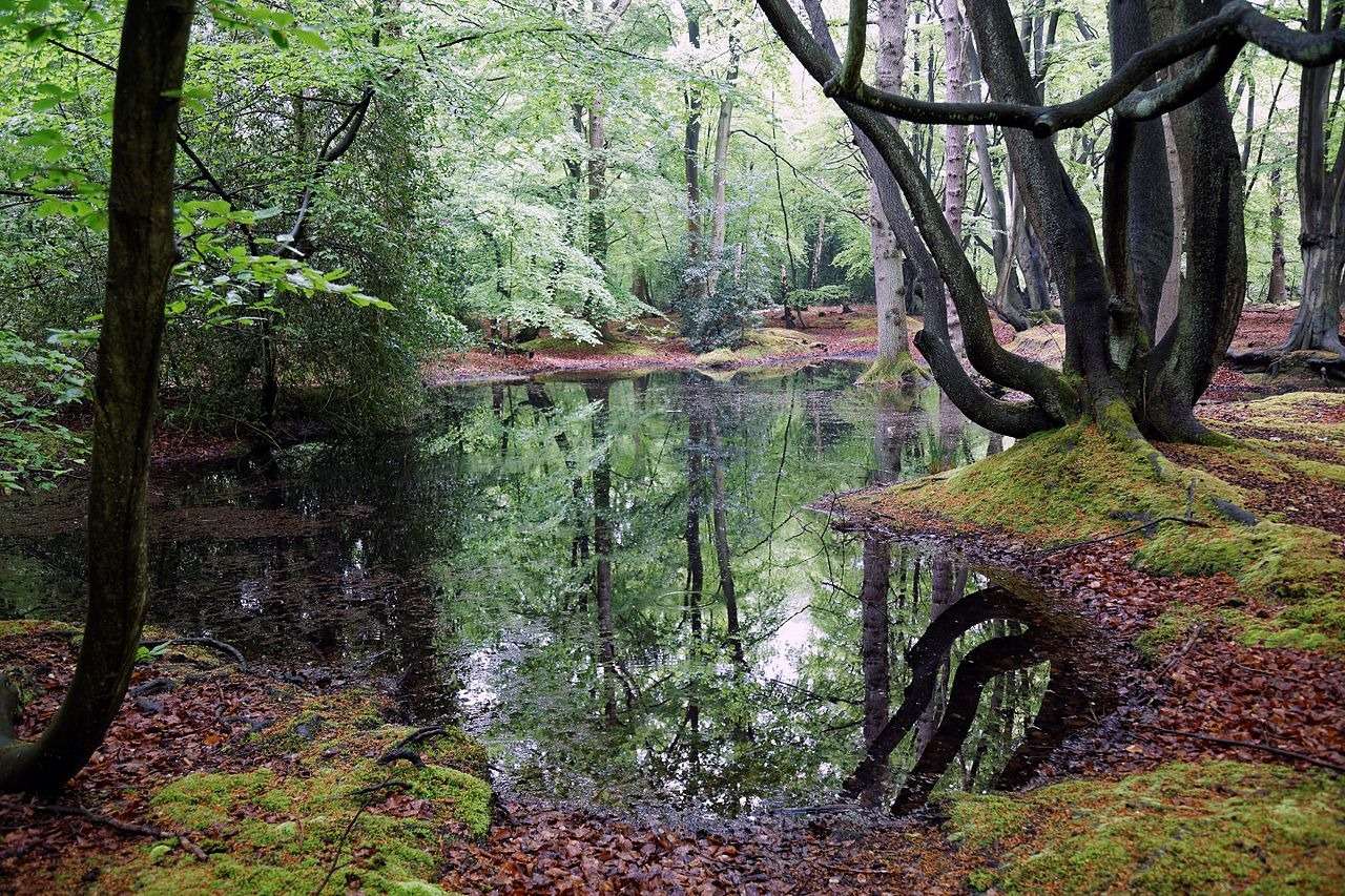 Jehličnatý les puzzle online z fotografie