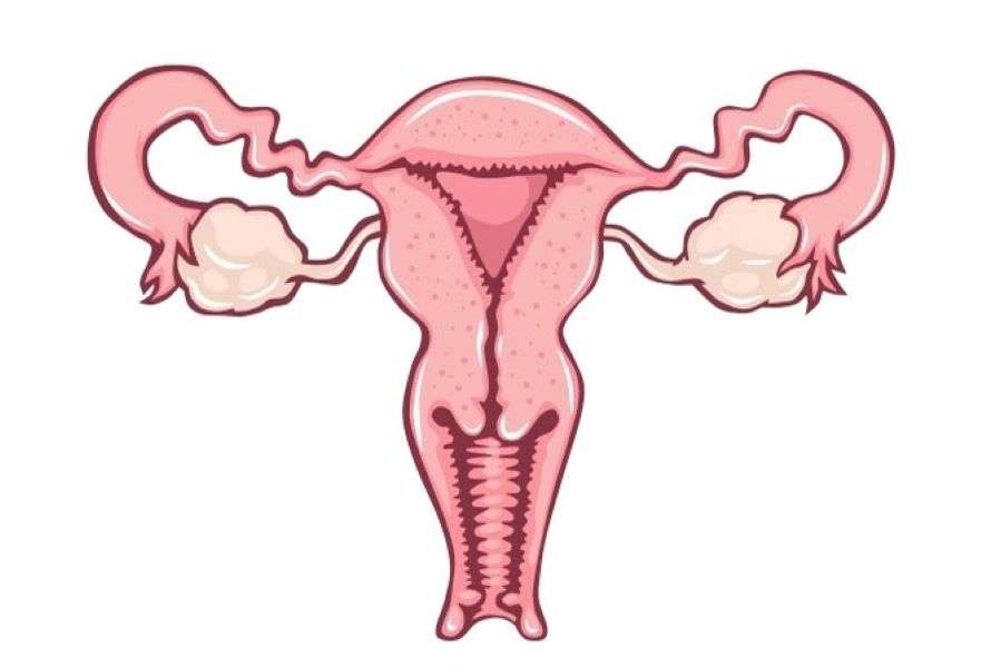 Female reproductive system puzzle online from photo
